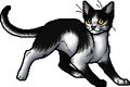 Patchpelt.apprentice