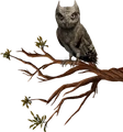 Hibou.png
