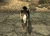 DogmeatFO3
