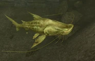 The Golden Catfish