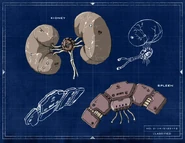 Kidneys