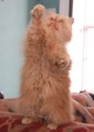 Pumpkin the cat.jpg
