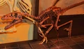 Dromaeosaurus, Ottawa.jpg
