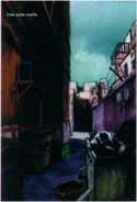 Raccoon 19