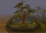 Golden Apple Tree