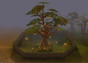 Golden Apple Tree