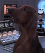 Beverly dog