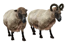 Beast oblivion sheep