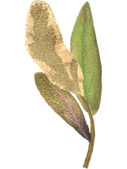TESV Elves Ear