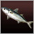 Indian Mackerel