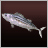 Striped Bonito
