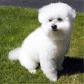 Bichon-frise-puppy.jpg