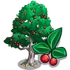 Chinese Hackberry Tree-icon