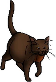 Robinwing (TC).queen