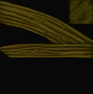 Prophbark