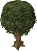 Sassafras tree