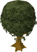 Cedar tree