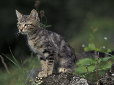 Classic Brown Tabby