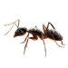 Item carpenterant 01