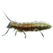 Item termite 01