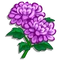Chrysanthemum-icon