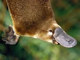 WonderPlatypus