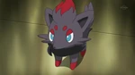 EP744 Zorua de Luke