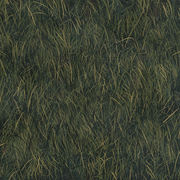 Qu'sMarshThicket1