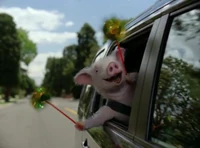 Geico pig