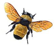 Bumblebee