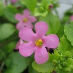Bacopa-Pink.jpg (7 KB) Bacopa-Pink