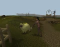 Sheep Prod.png
