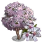 Sargents Cherry Tree-icon