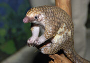 Pangolin