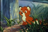Baby Tod