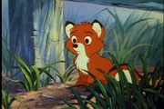Baby Tod