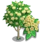 Japanese Angelica Tree-icon