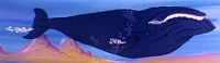 Baleenwhale