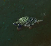 RazorbackSnapper