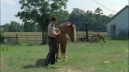 Horse and rick3