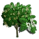 Japanese Fern Tree-icon