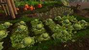 Cabbages