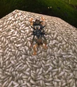 TrickyMaizer