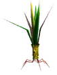 Mandragora FF7