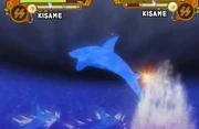 Five sharks1