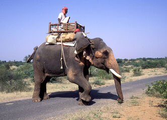 Elephant rider - india