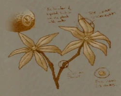 Asphodel