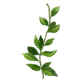 Peppermint.png