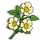 Cherokee Rose-icon