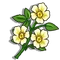 Cherokee Rose-icon